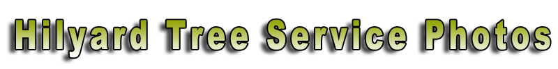 Welcome to Hilyard Tree Service